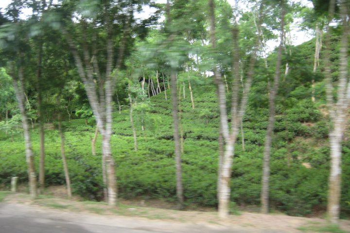 The green landscape of Sylhet